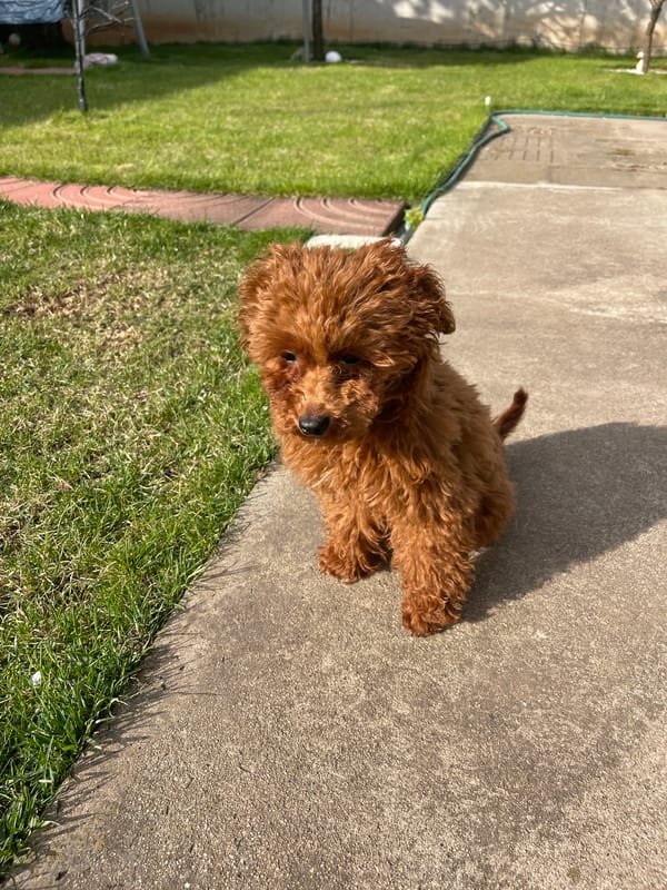 Poodle enjoys leisurely afternoon in Sofia backyard garden