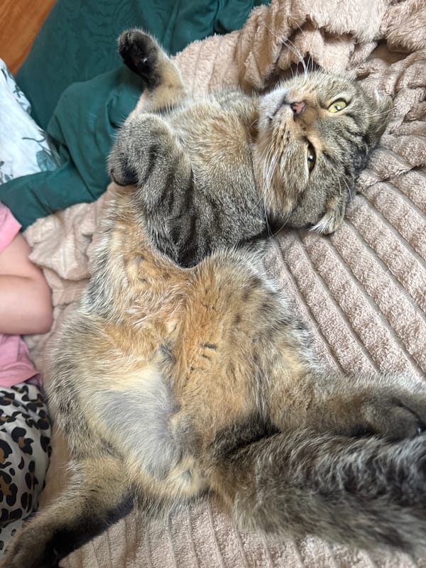 Tabby cat photographed relaxing on blanket in Chaikovsky