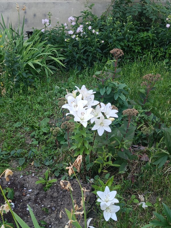 White lilies and clover blooming in an outdoor garden setting