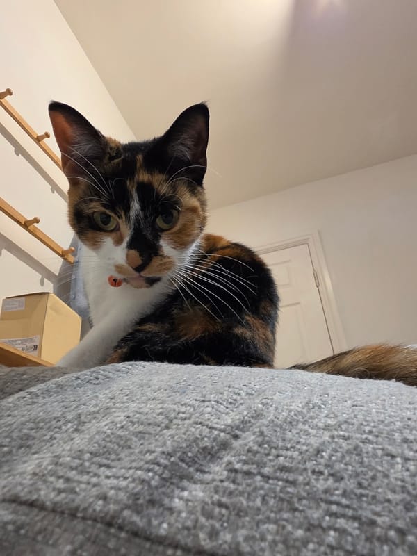 Calico cat observed resting and playing in Birmingham home