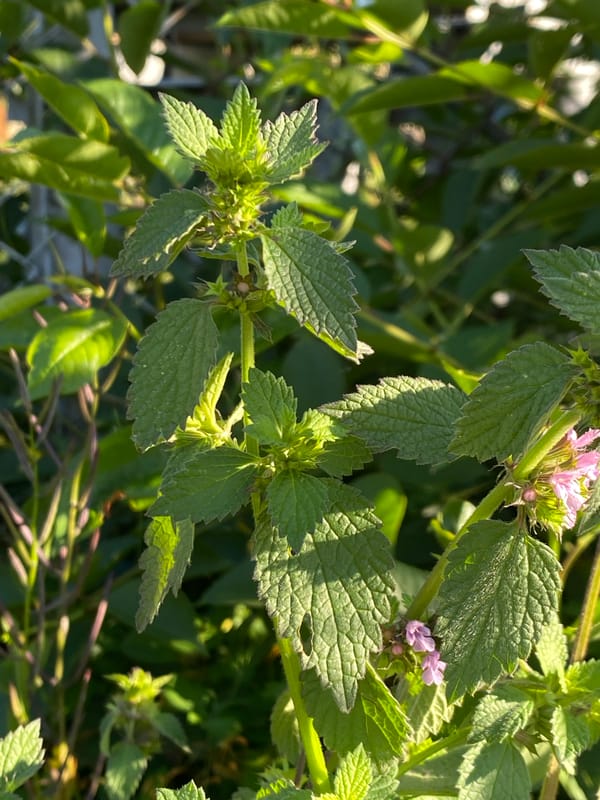 Rural botanical wander: flowers, fruit, and country roads