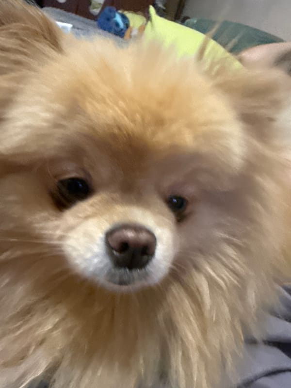 Pomeranian dogs chilling on a green bed at home