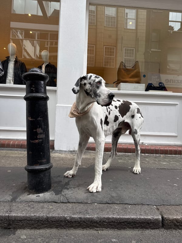 Great Dane in bandana spotted on London sidewalk