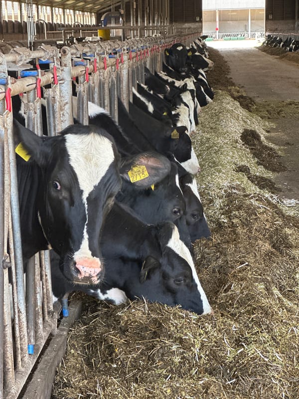 Dairy cows feeding at barn in Well, Netherlands