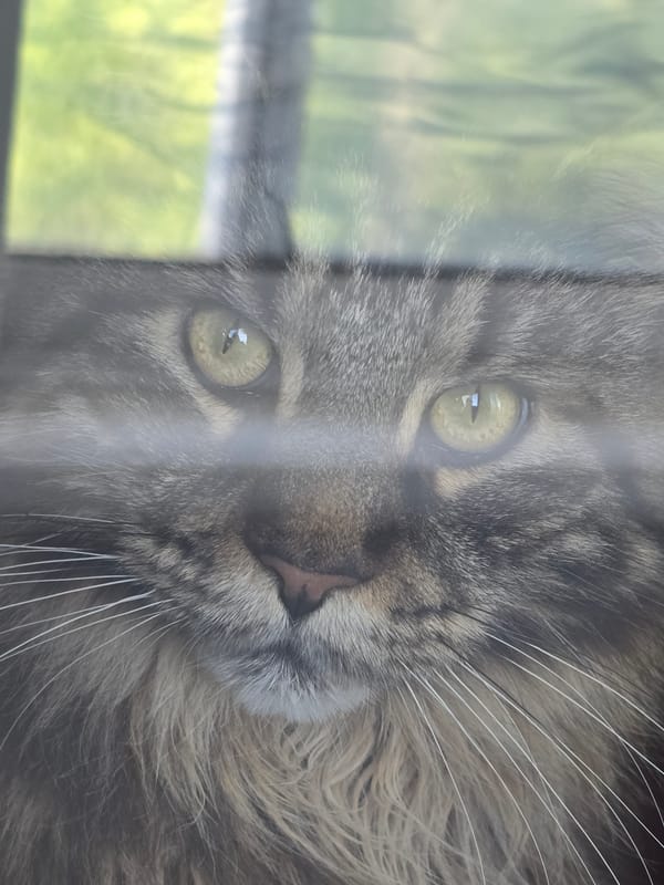 Morning memories feature cats, people in residential settings