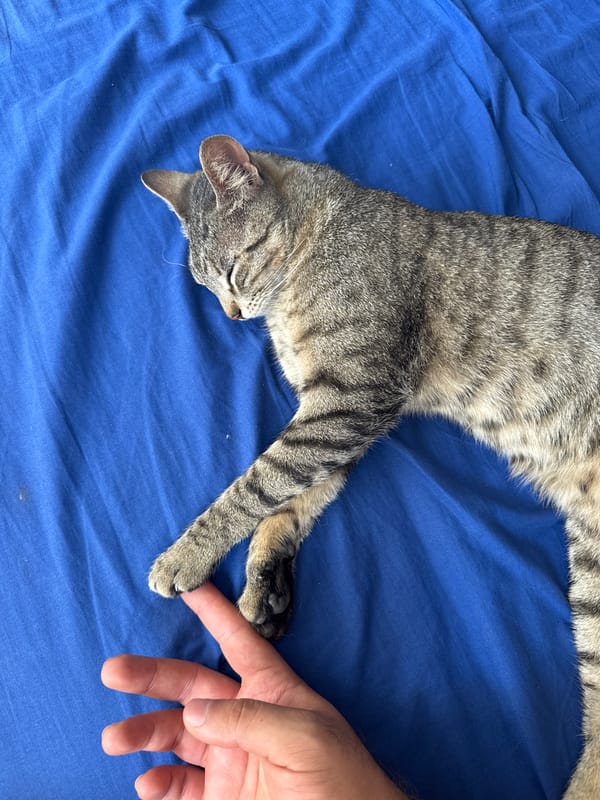 Gray tabby cat rests on blue fabric in Puebla
