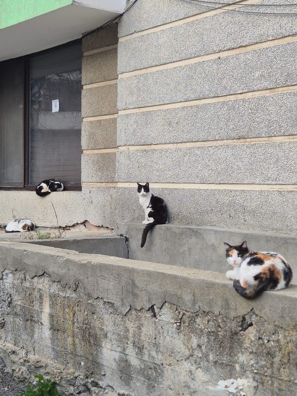Cats gather on concrete steps in Pavlikeni, Bulgaria