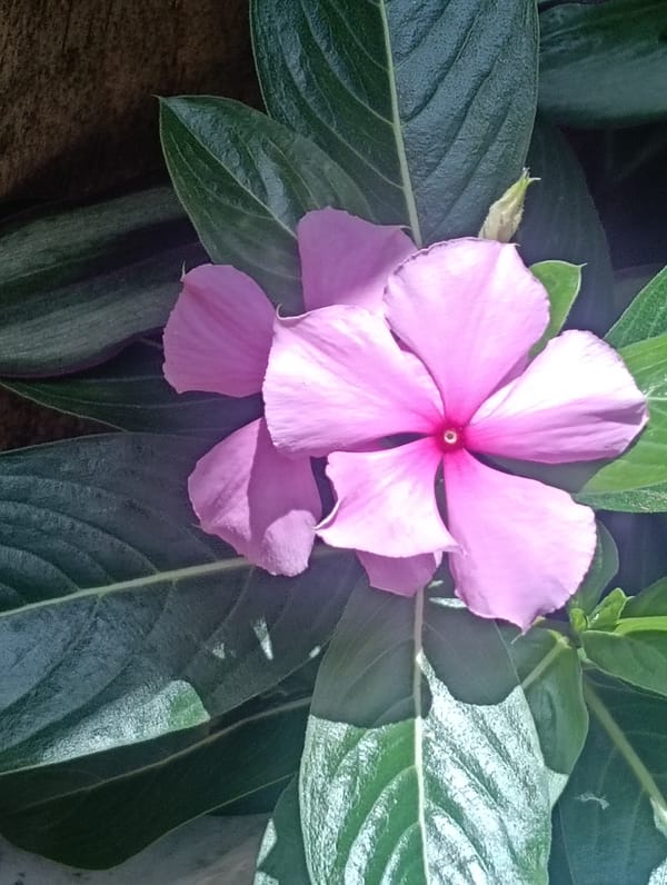 Cat in recovery cone rests in Nairobi garden