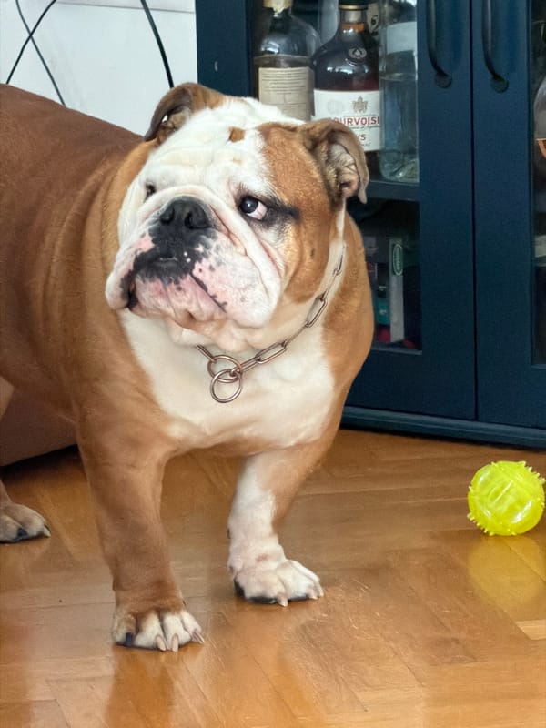 Morning walk with bulldog through Sofia park documented