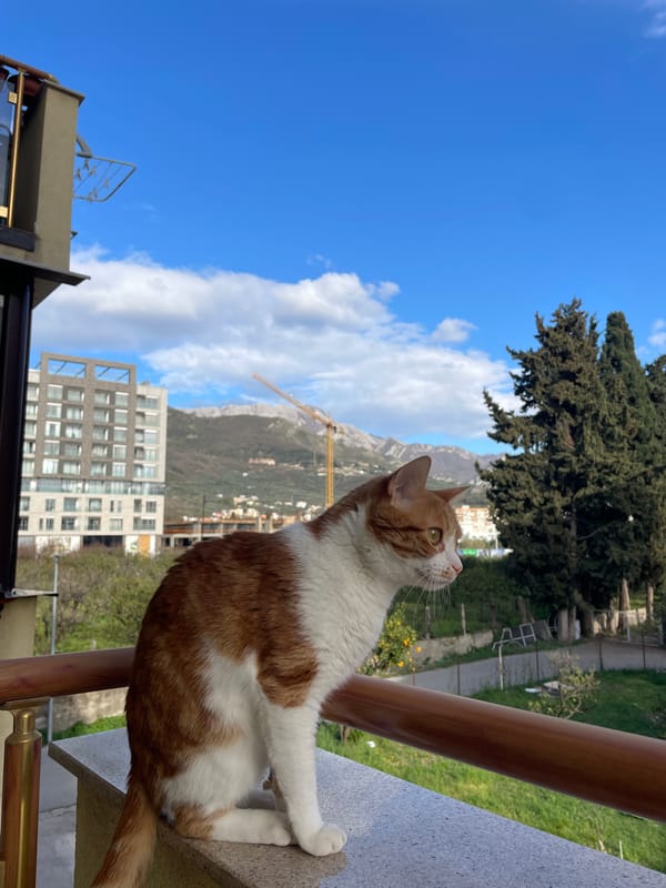 Cat spotted on balcony railing in Bar, Montenegro