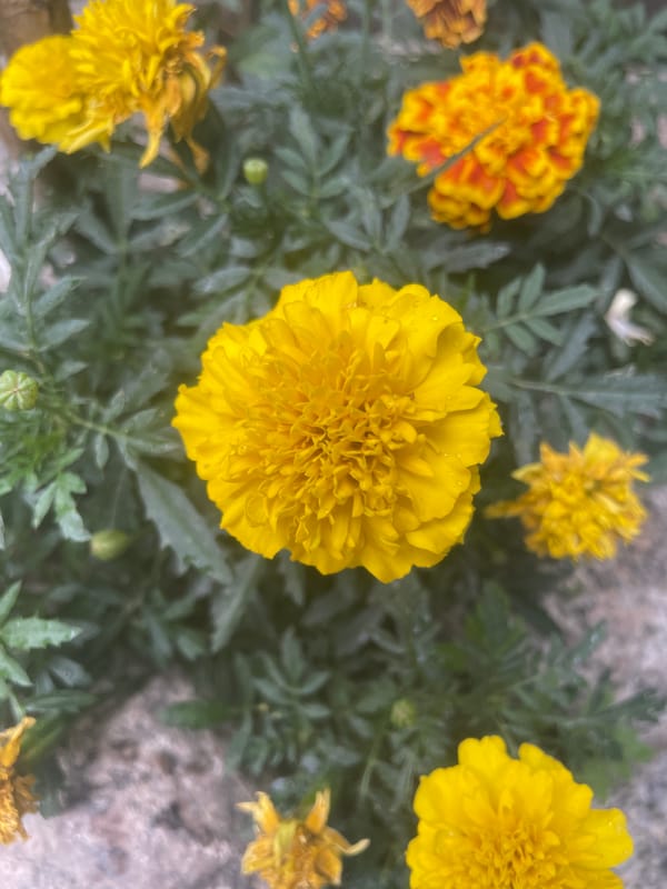 Domestic life documented in Almaty through flowers and cats