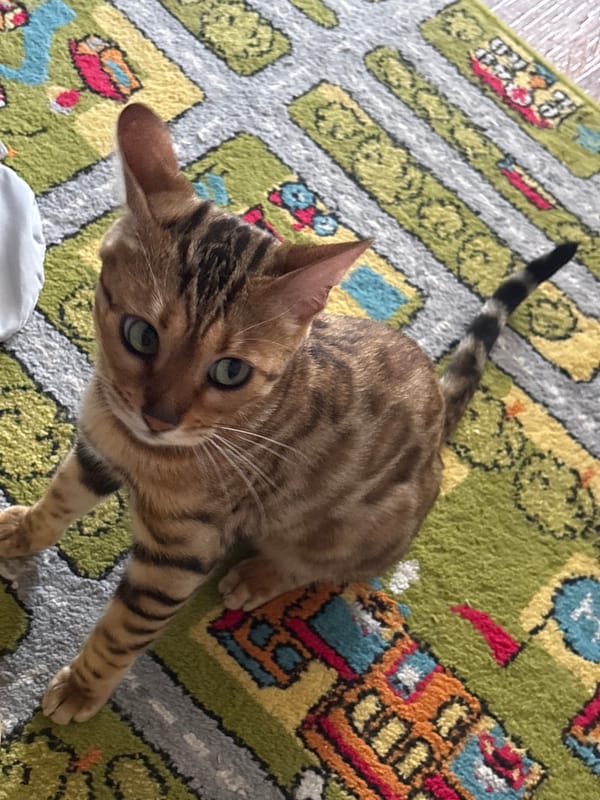 Bengal cat at home in Noviy, Russia