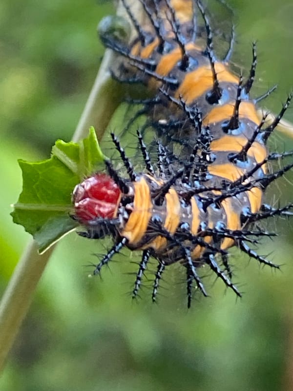 Striped spiky caterpillar spotted feeding on plants in Nigeria