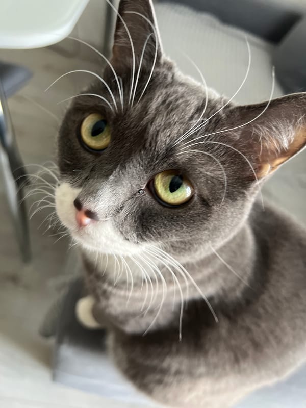 Gray and white cat photographed indoors in Tyumen