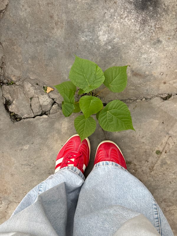 Morning life captured in Ubud: nature persists, work continues