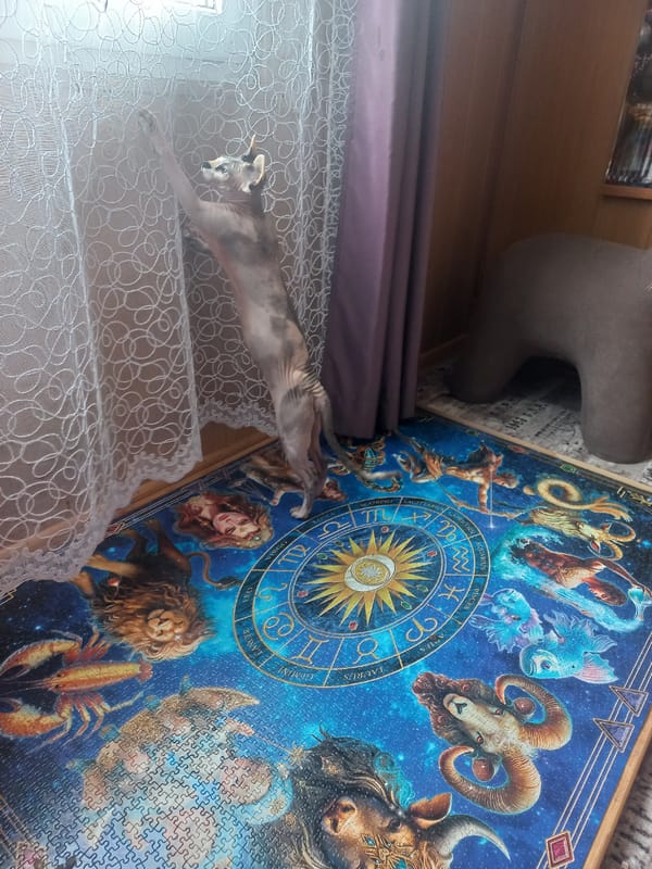 Woman and hairless cat share quiet domestic moments