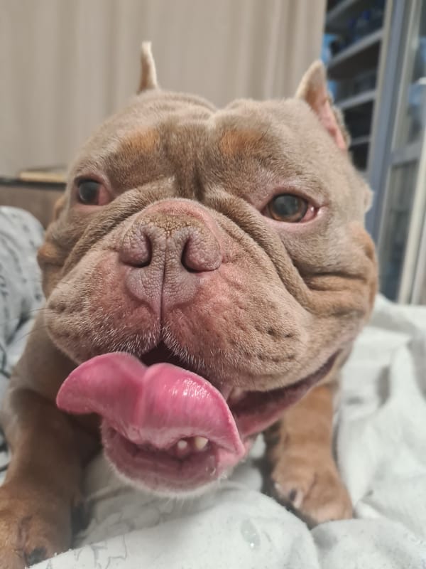 Bulldog mix lounges around indoors on a lazy afternoon