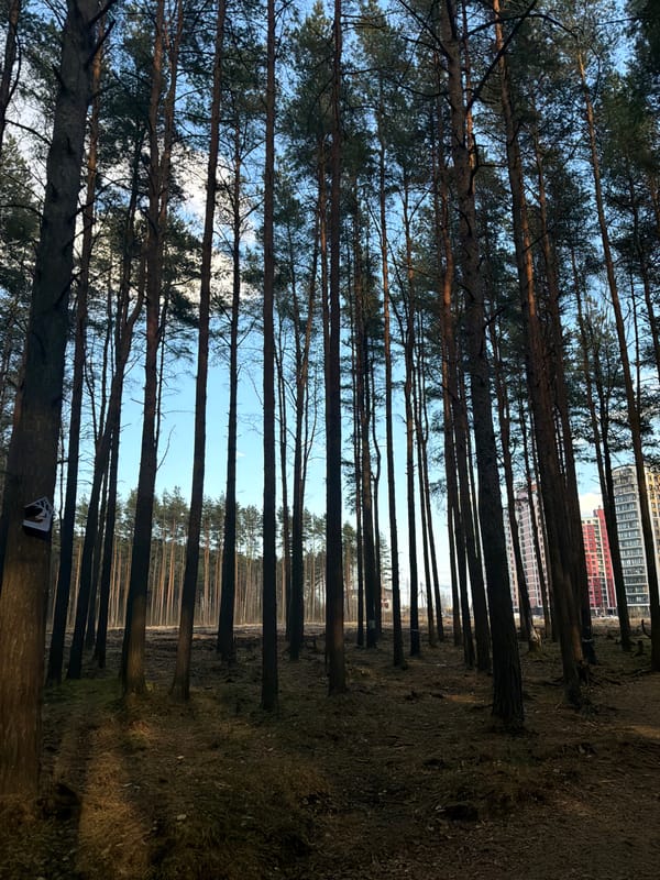 Forest view captures urban skyline beyond trees in Lavriki