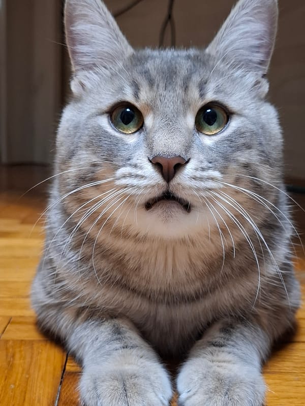 Grey tabby cat photographed resting on wooden floor