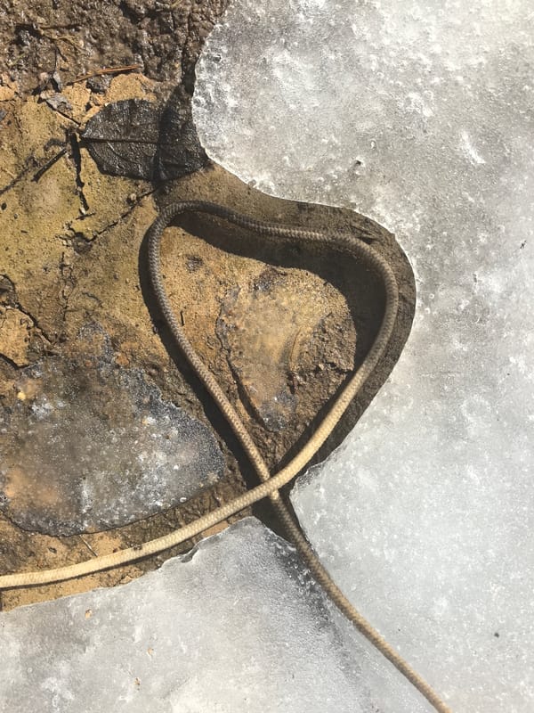 Daily life moments with bulldog documented in Noviy, Russia