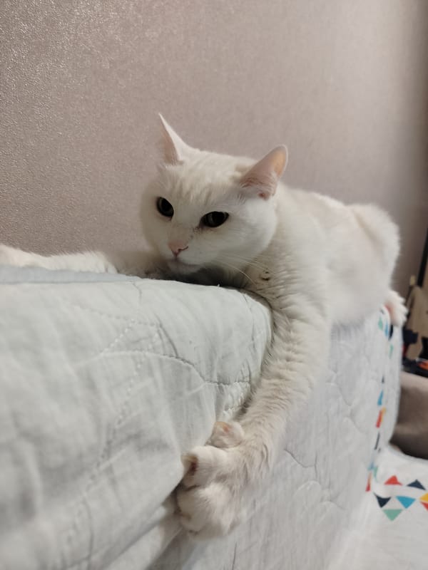 Woman and white cat share quiet afternoon moment in bed