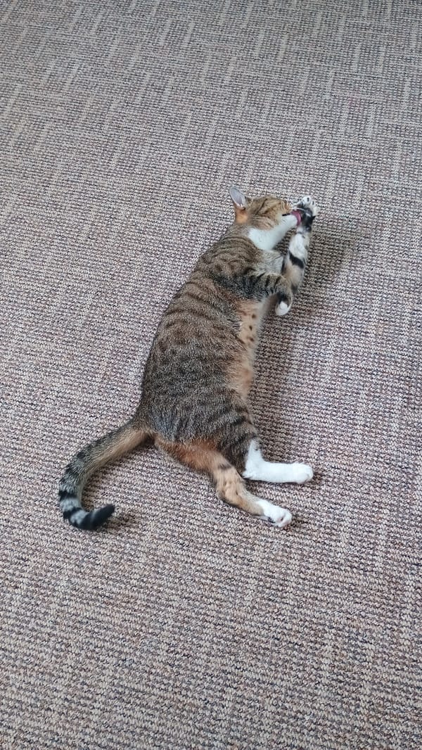 Two cats doing cat things in a Sokolov apartment