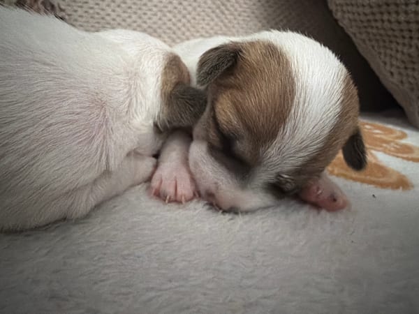 Newborn puppies sleeping soundly in Svetovrachene