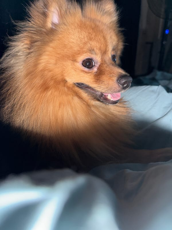 Pomeranian dog photographed multiple times in Khimki home