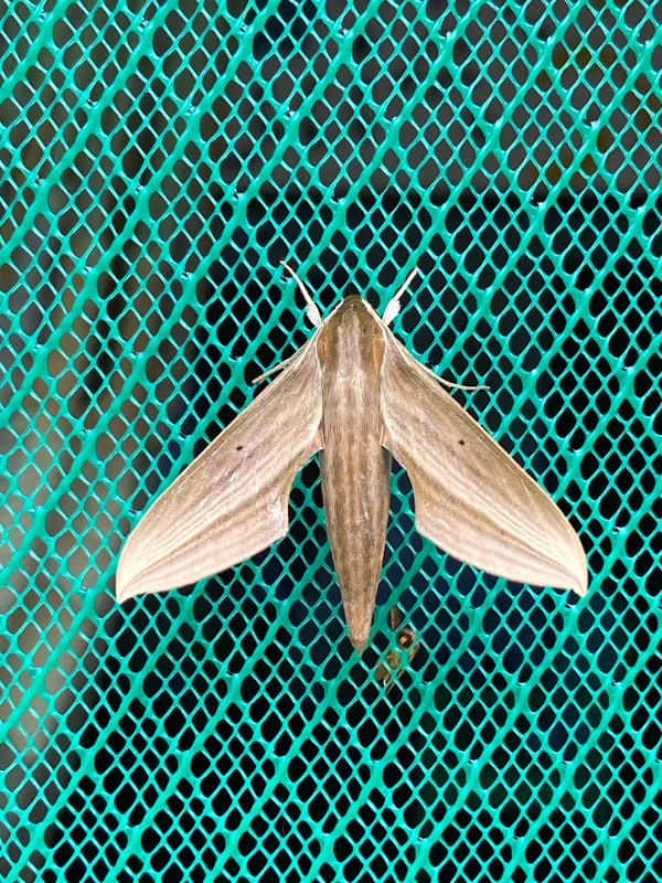 Wildlife observation captures hawk moth and millipede in Venezuela