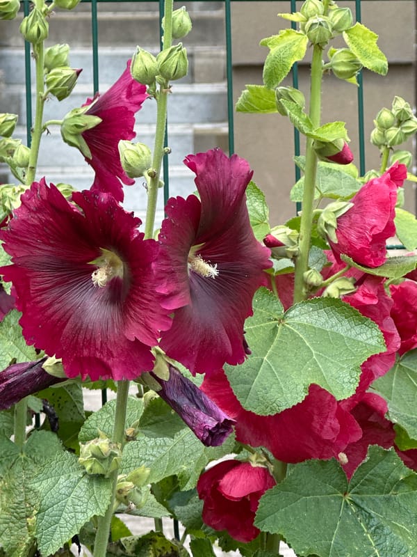Red hollyhocks blooming against a green fence in Vilnius