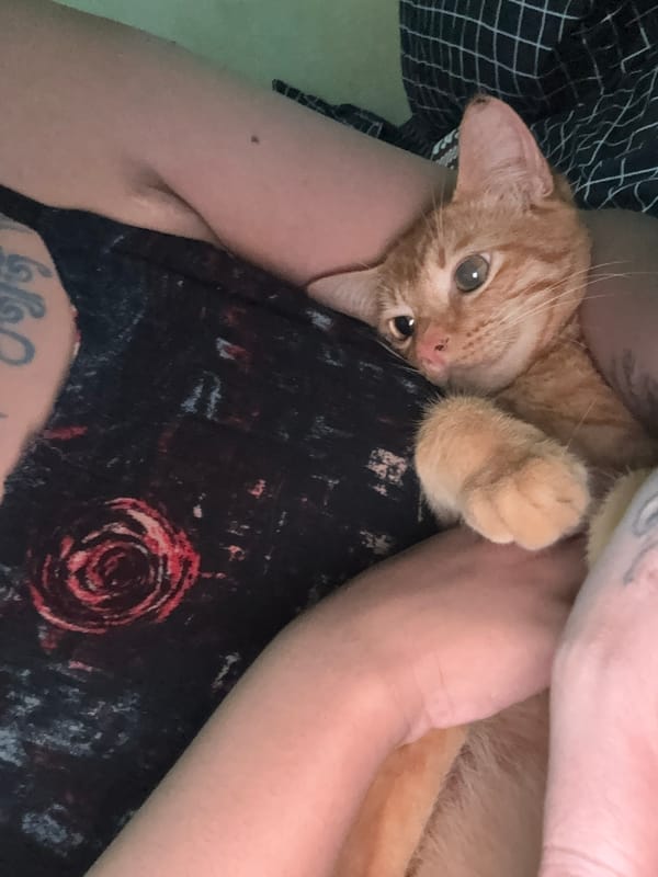 Person holds orange tabby cat on bed with child present