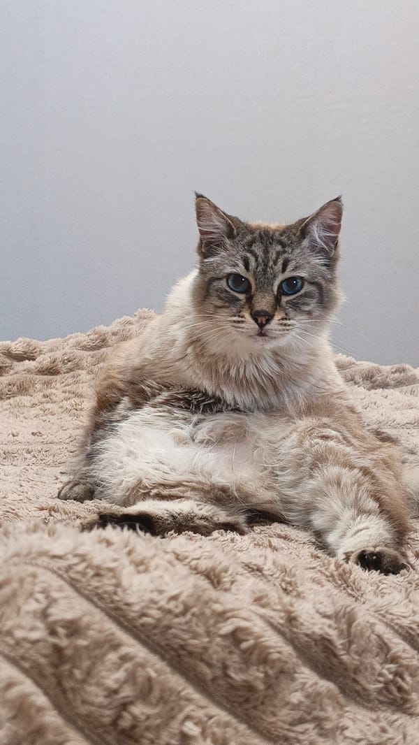 Blue-eyed cat photographed on blanket in Sevastopol home
