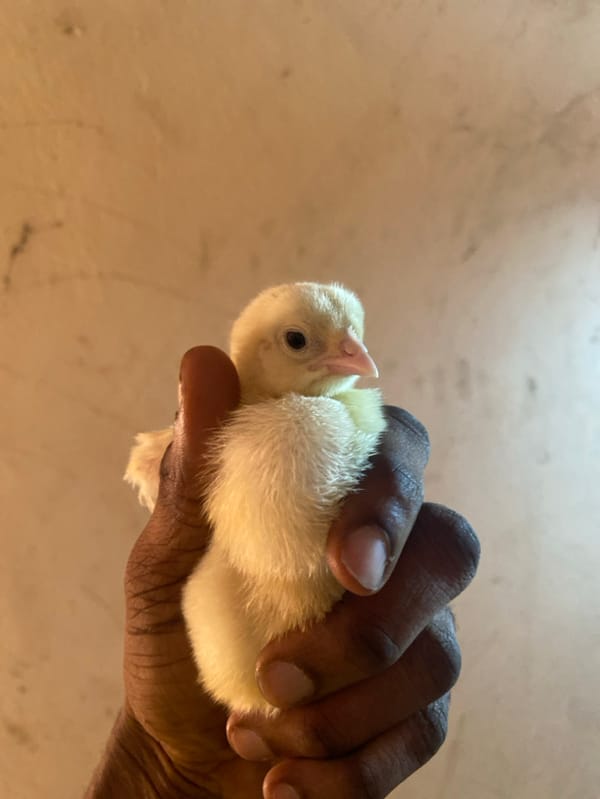 Chick care documented in rural Nigerian setting