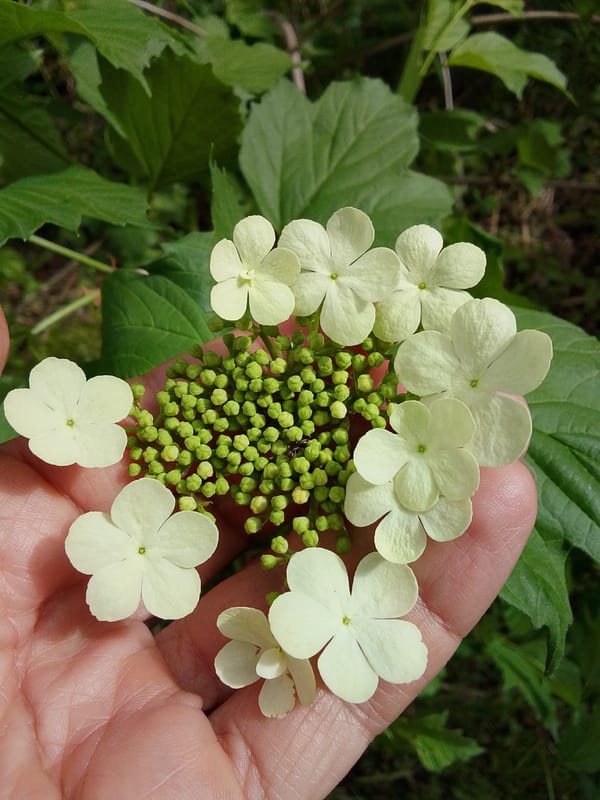 Flower gathering and outdoor art activity documented in Russian village