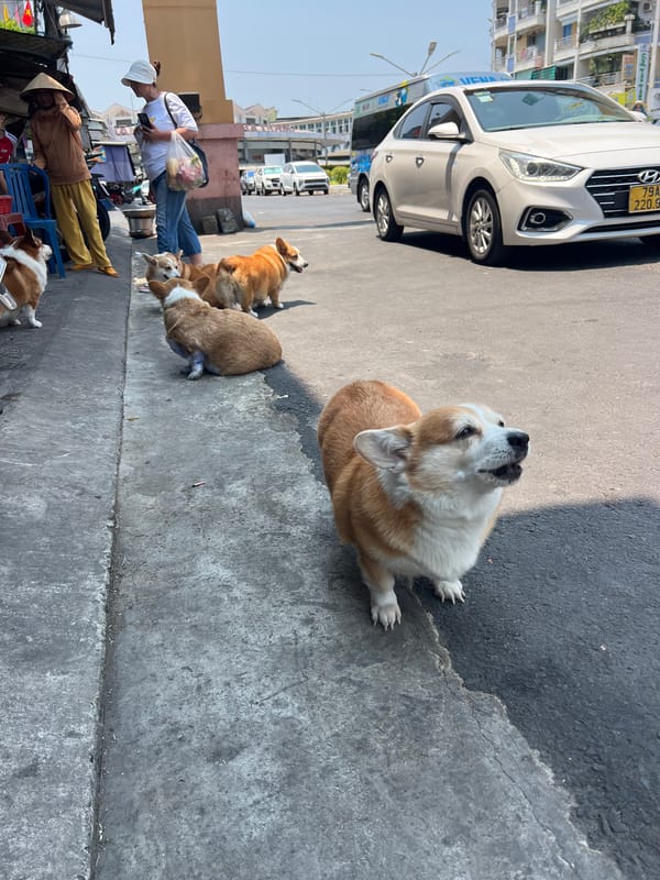 Five corgis line up on Nha Trang street