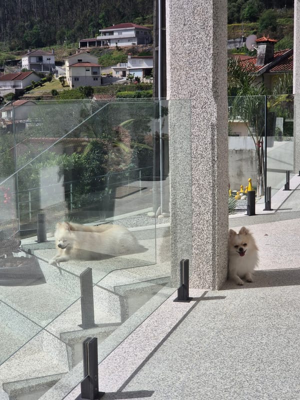 Pomeranians and cat play on Barcelos patio Thursday morning