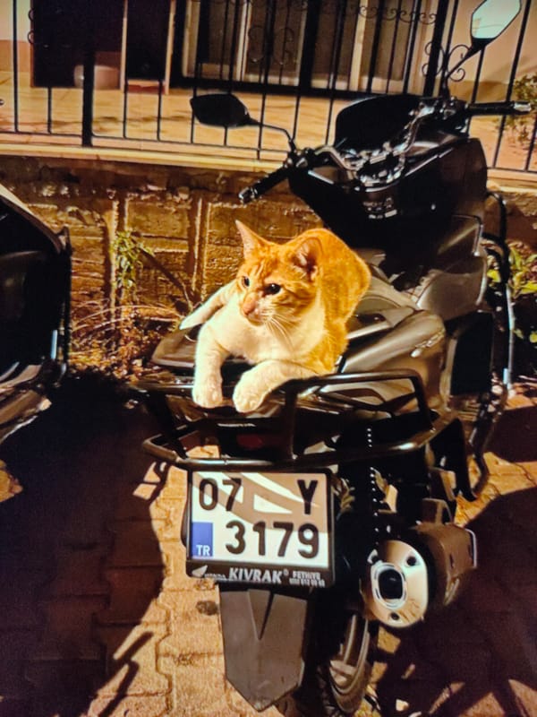 A day in fragments: animals, food, streets, and water