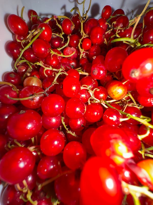 Macro food photography: red currants and salt crystals in Tbilisi