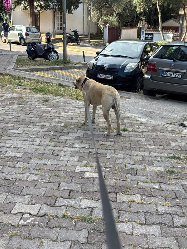 Family walks dog through Budva streets on Monday afternoon