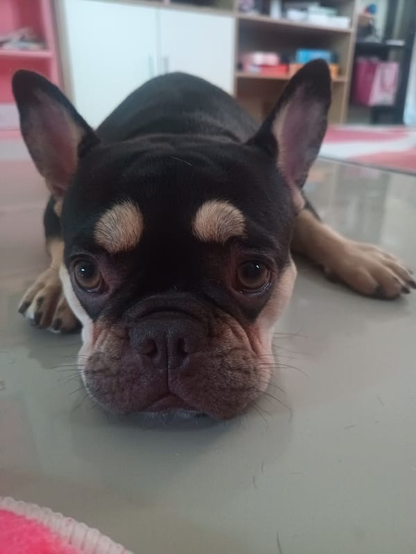 Morning moments with French Bulldog companion in Thai village