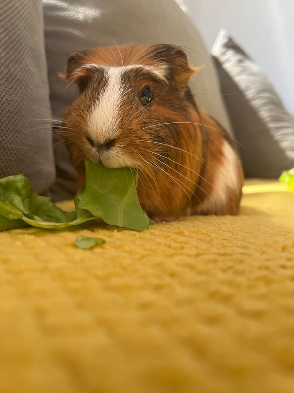 Guinea pig snacks on lettuce, gets pets at home
