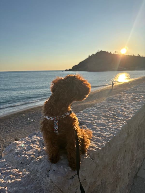 Brown poodle enjoys sunset beach visit in Montenegro