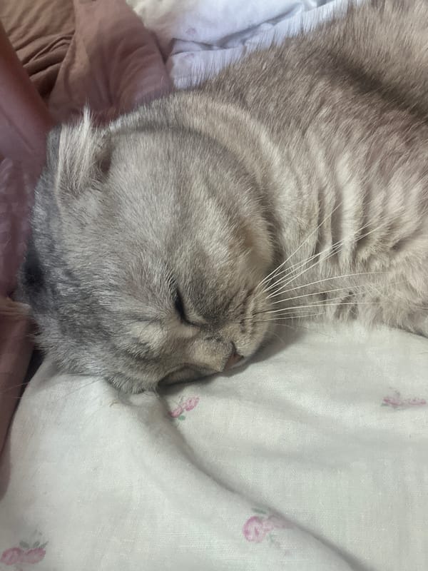 Cat sleeps on floral bedding in Kerch