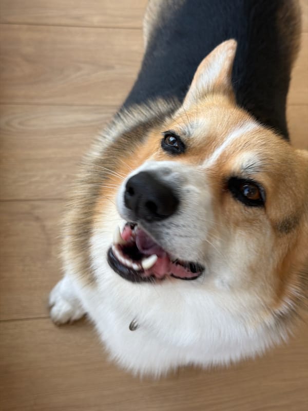 Corgi close-ups and casual moments in Gangloff