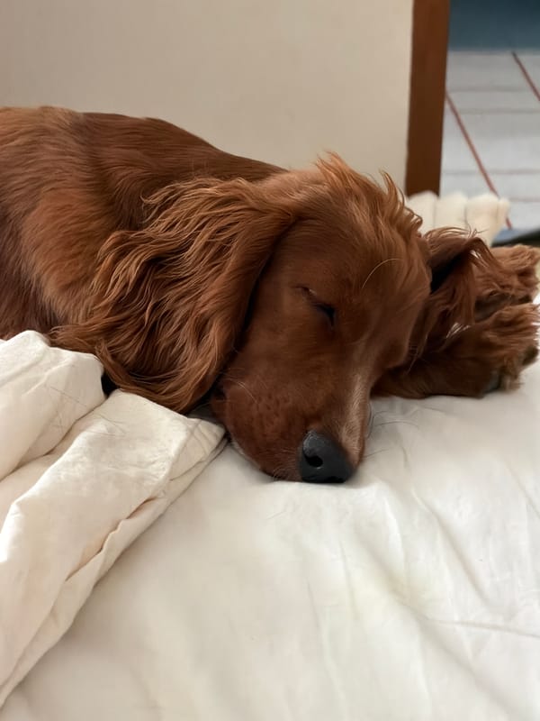 Two dogs rest on white bedding in Chang Phueak