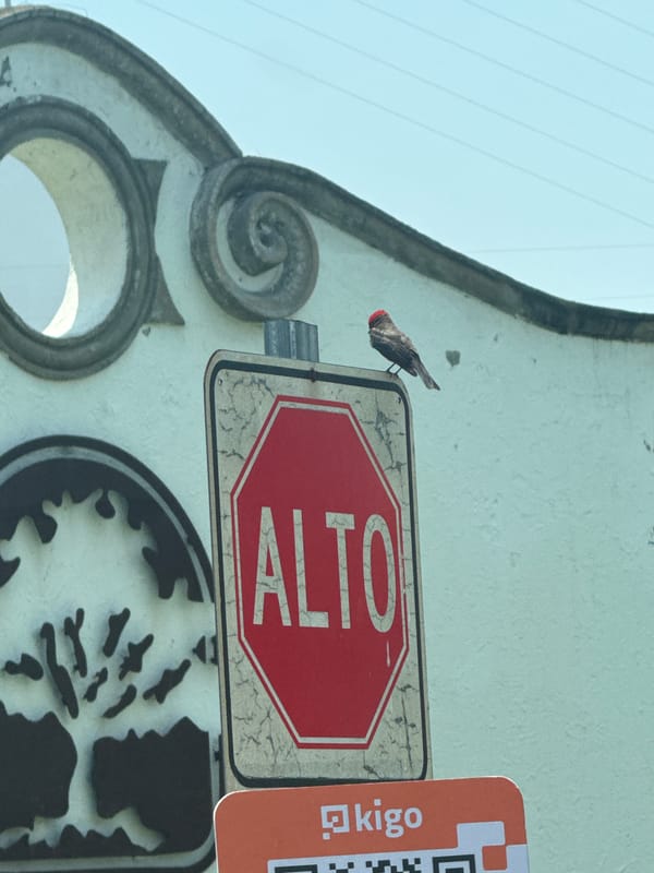 Red-headed bird perches on decorated ALTO stop sign