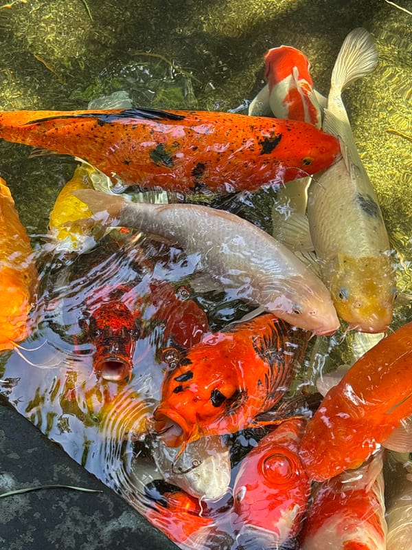 Morning koi pond visit and breakfast in Rawai