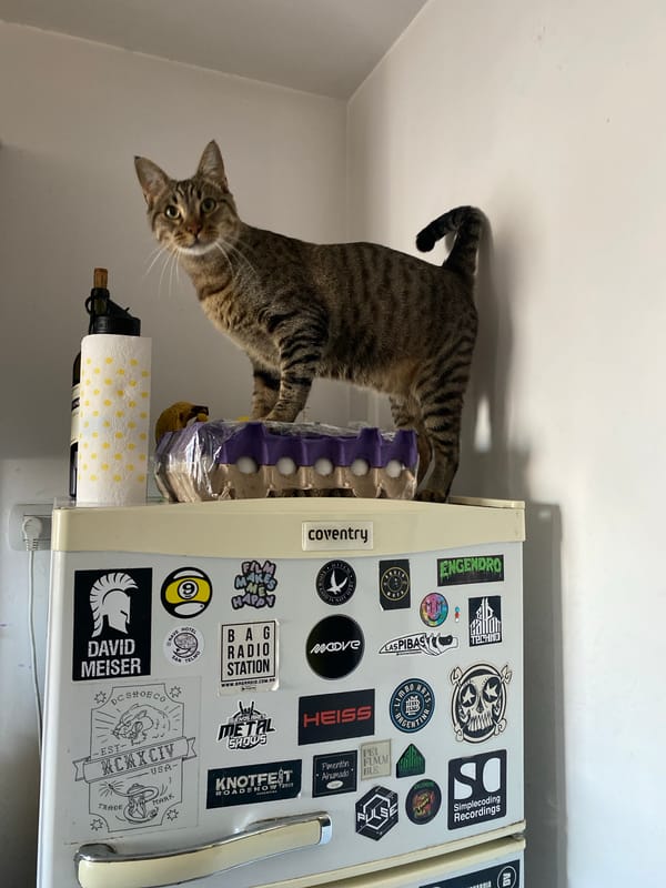 Cat sits on sticker-covered refrigerator in Argentine home
