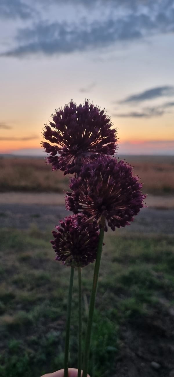 Summer evening in rural Ukraine: hedgehogs, alliums, and okroshka