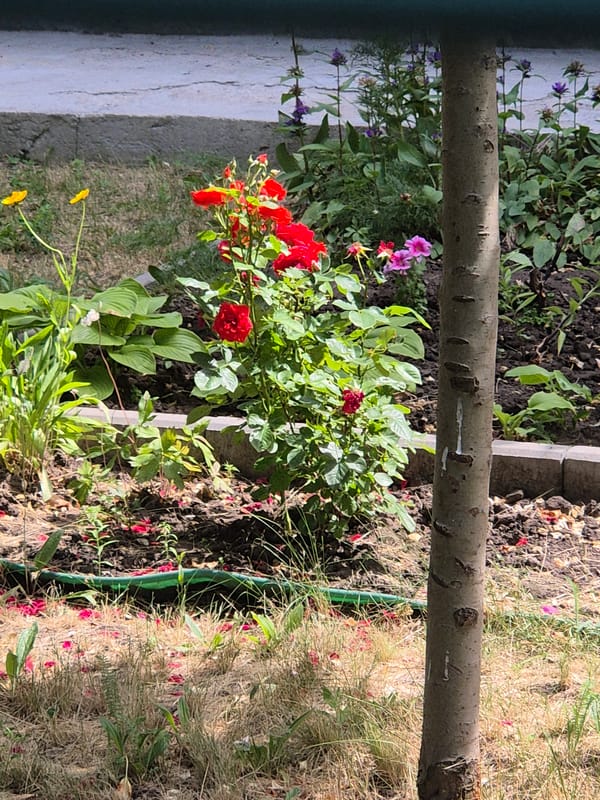 Summer morning in a Ukrainian village — gardens, houses, and quiet streets